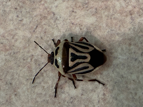 Two-spotted Stink Bug