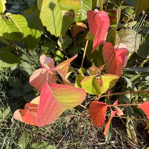 western poison ivy