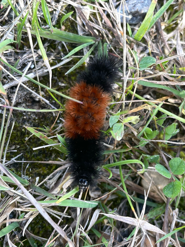 Isabella Tiger Moth
