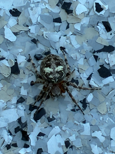 Ornamental Orbweaver