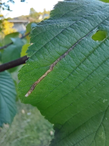 Red Elm Pigmy