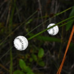 Eriocaulon decangulare