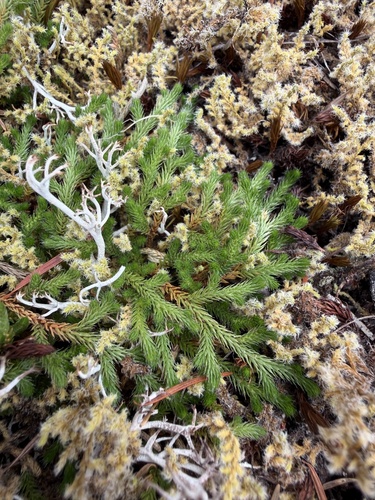 Wallace's spikemoss