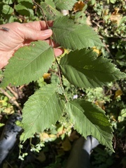 Ulmus americana, photograph (c) Diane Auberson-Lavoie, some rights reserved (CC BY)
