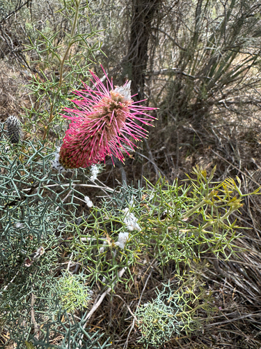 Bottlebrush Grevillea