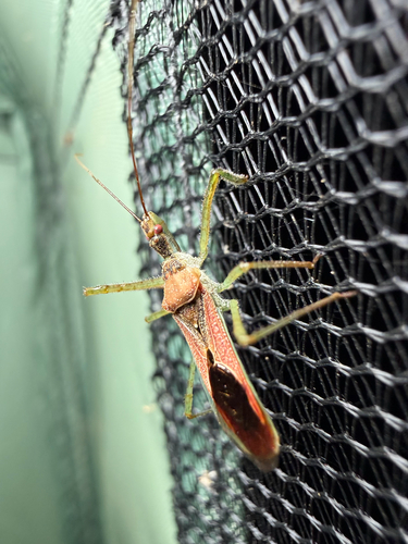 Leafhopper Assassin Bug