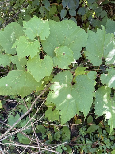 Vitis riparia, photograph 3