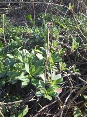 Grindelia orientalis