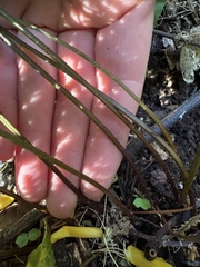 Parapolystichum glabellum, photograph (c) Cara-Lisa Schloots, some rights reserved (CC BY)