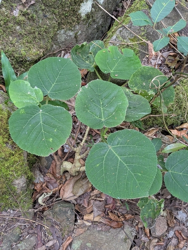 Dendrocnide excelsa, photograph 1