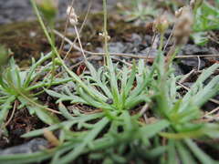Plantago coronopus coronopus