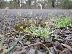 Plantago coronopus coronopus
