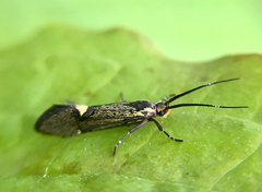 Esperia sulphurella