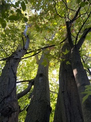 Acer × freemanii, photograph (c) Diane Auberson-Lavoie, some rights reserved (CC BY)