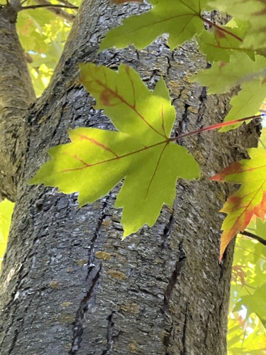Acer × freemanii, photograph 2
