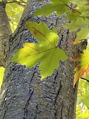 Acer × freemanii, photograph (c) Diane Auberson-Lavoie, some rights reserved (CC BY)