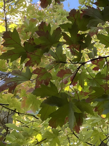 Acer × freemanii, photograph 3