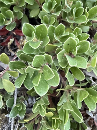 bearberry