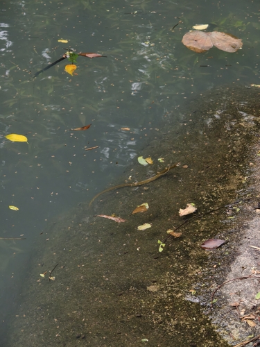 Yellow-spotted Keelback