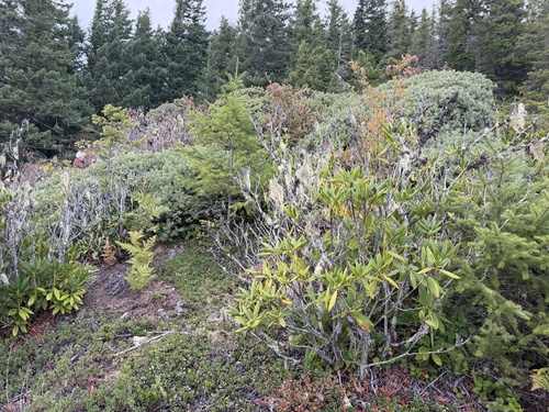 Pacific rhododendron