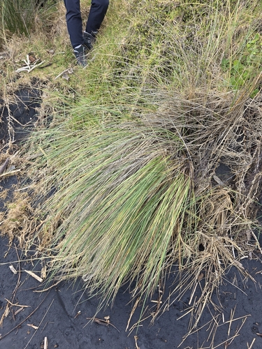 Austrostipa stipoides, photograph 1