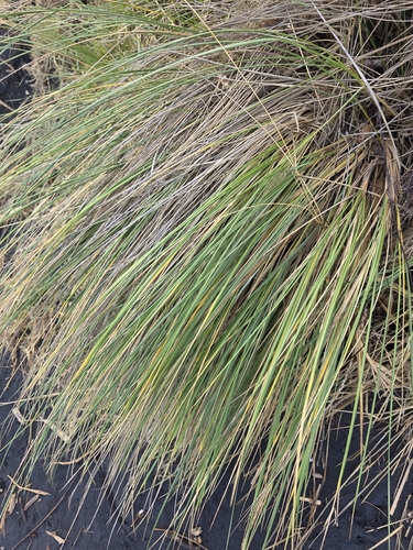 Austrostipa stipoides, photograph 2
