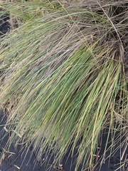 Austrostipa stipoides, photograph author not stated, no rights reserved