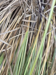Austrostipa stipoides, photograph author not stated, no rights reserved