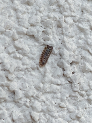 Versicolored Pill Woodlouse