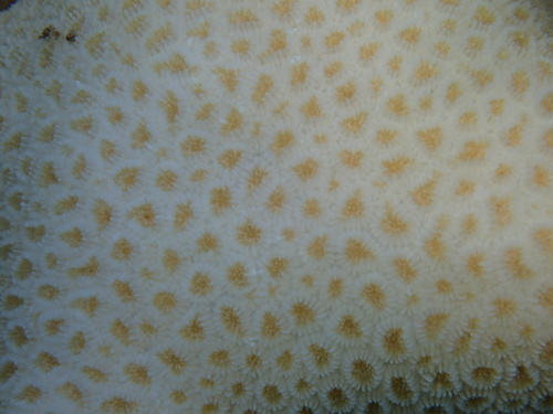 Goniastrea stelligera observed 2026-09-18