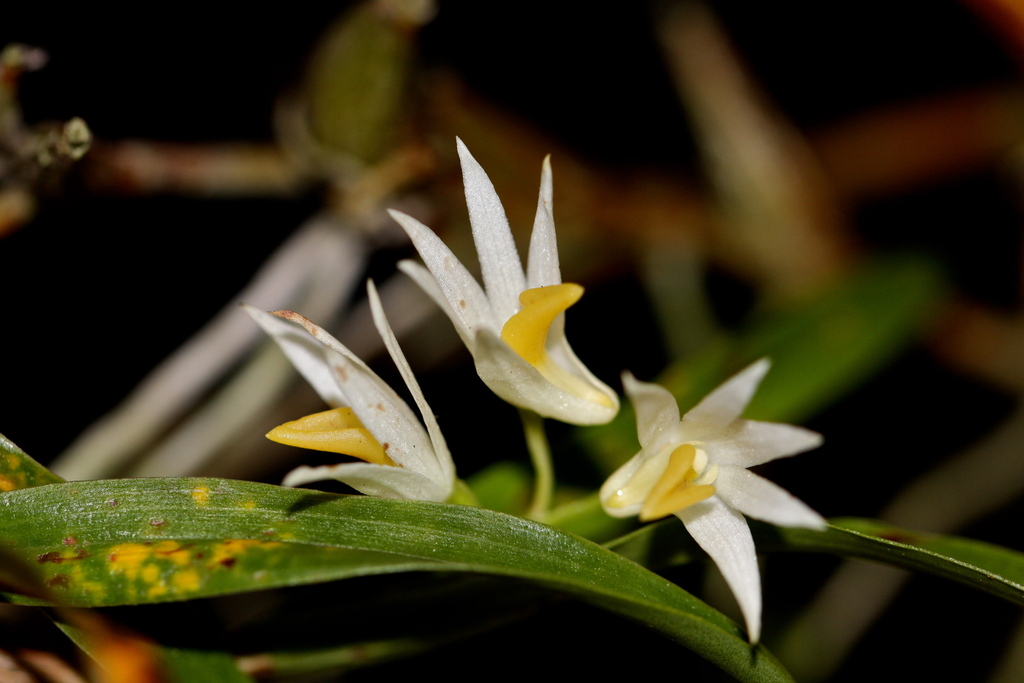 Dendrobium carrii
