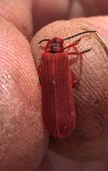 Dictyoptera simplicipes