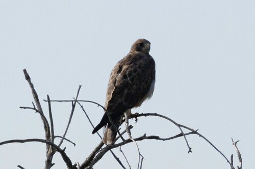 Swainson's Hawk