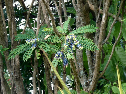 Mahonia oiwakensis, 2026-09-19
