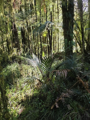 Rhopalostylis sapida