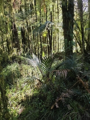 Rhopalostylis sapida