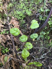 Lophomyrtus bullata