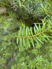 Podocarpus laetus