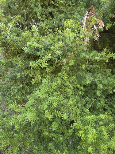 Podocarpus laetus, photograph 2