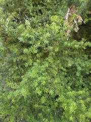 Podocarpus laetus, photograph author not stated, no rights reserved