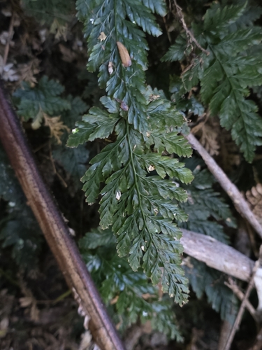Abrodictyum elongatum observed 2026-09-23