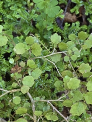 Pennantia corymbosa, photograph author not stated, no rights reserved