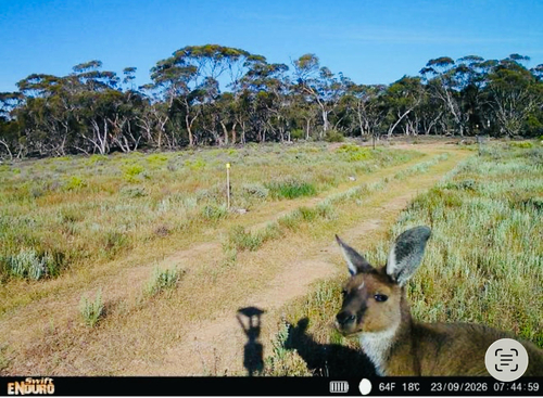 Mainland Western Grey Kangaroo