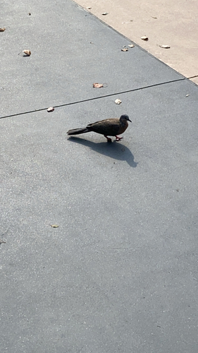 Spotted Dove