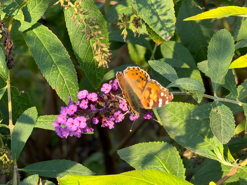 Painted Lady