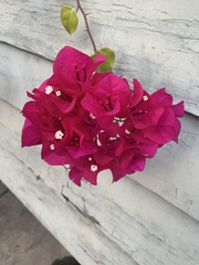 Bougainvillea