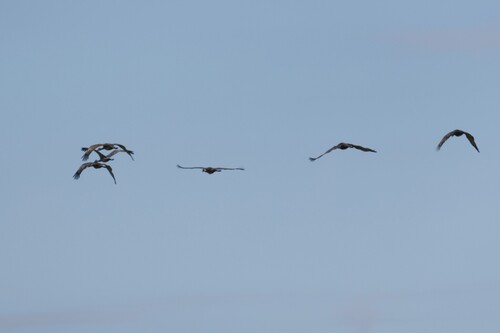 Sandhill Crane