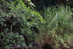 Arundo donax, photograph (c) José Javier Barrios Flores, some rights reserved (CC BY)