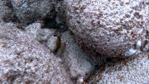 Centropyge potteri observed 2026-08-19