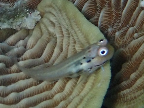 Ecsenius yaeyamaensis observed 2026-09-18